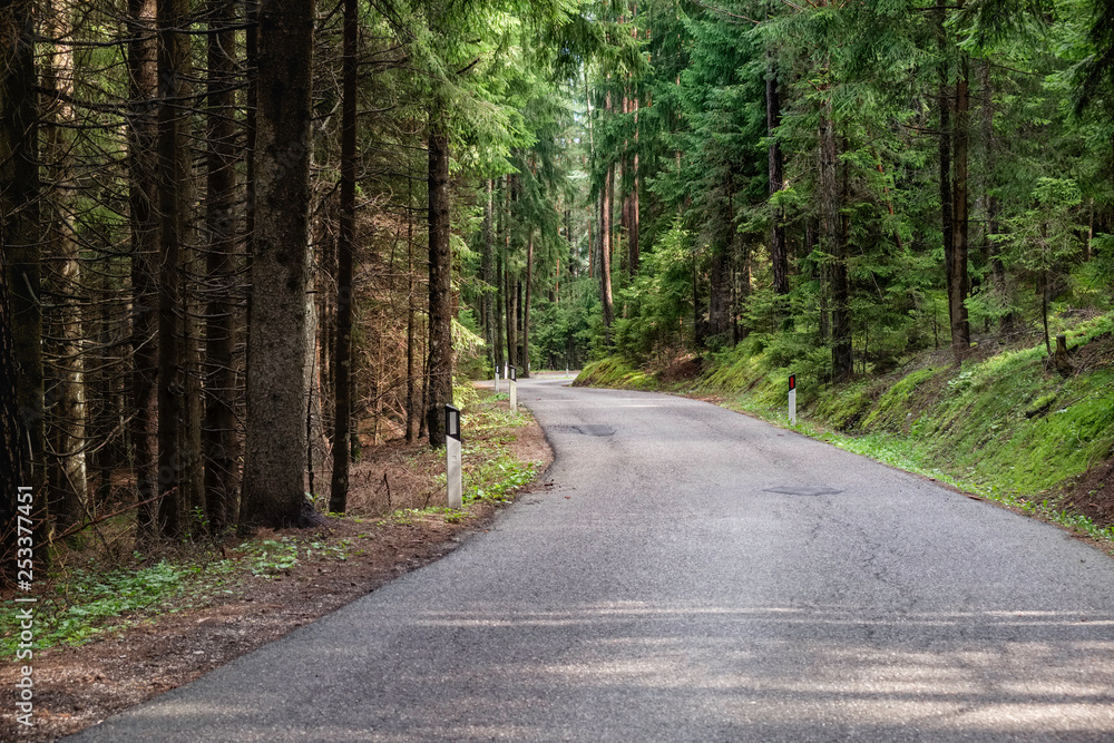 Fototapeta premium Turn of the asphalt road leading through thick Italian forest with high pine and fir trees, amazind outdoor landscape