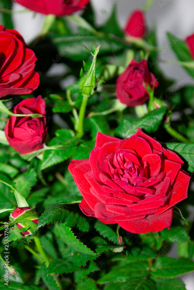 Bouquet of red roses on white background. Flowers. Background for congratulations girl, colleague, mother, grandmother Bouquet of red roses on white background. Flowers. Background for congratulations girl, colleague, mother, grandmother