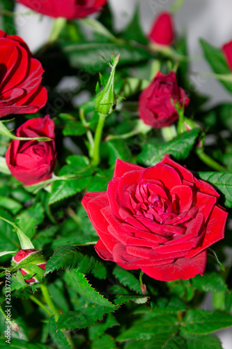 Bouquet of red roses on white background. Flowers. Background for congratulations girl, colleague, mother, grandmother