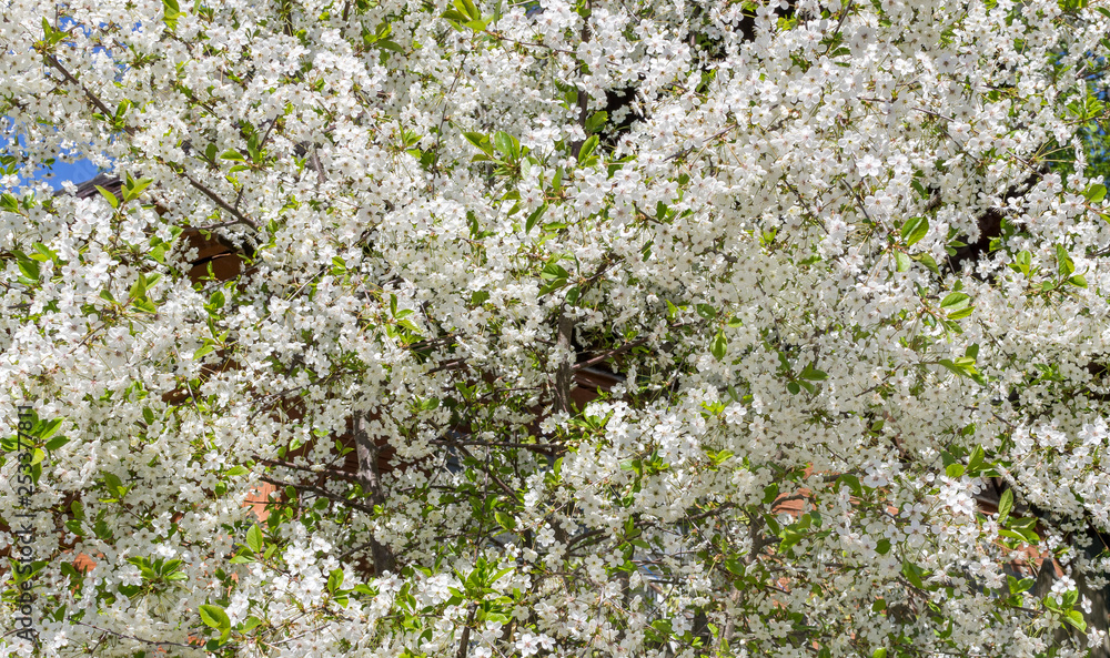 Blossoming plum tree Blossoming plum tree