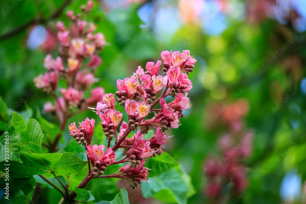 Chestnut flowers on a green branch. Pink flowers in a park in springtime. Nature wallpaper blurry background. Game of color. Image is not in focus.. Chestnut flowers on a green branch. Pink flowers in a park in springtime. Nature wallpaper blurry background. Game of color. Image is not in focus..