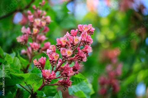 Chestnut flowers on a green branch. Pink flowers in a park in springtime. Nature wallpaper blurry background. Game of color. Image is not in focus..