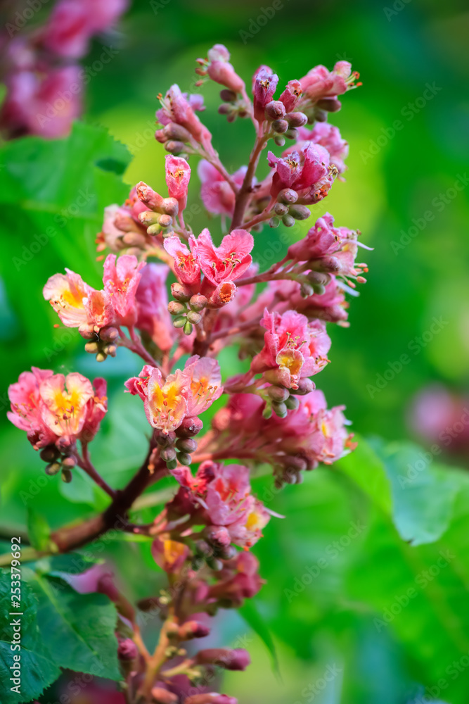 Chestnut flowers on a green branch. Pink flowers in a park in springtime. Nature wallpaper blurry background. Game of color. Image soft focus.. Chestnut flowers on a green branch. Pink flowers in a park in springtime. Nature wallpaper blurry background. Game of color. Image soft focus..