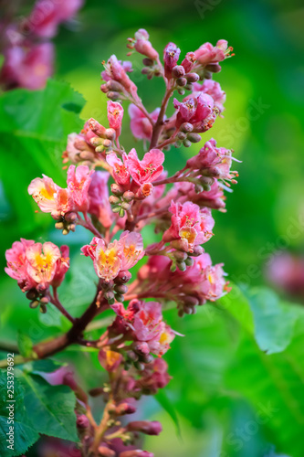 Chestnut flowers on a green branch. Pink flowers in a park in springtime. Nature wallpaper blurry background. Game of color. Image soft focus..