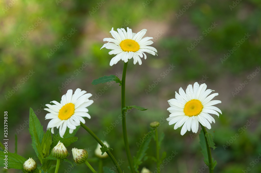 White daisy flower in a green field with a yellow flowers