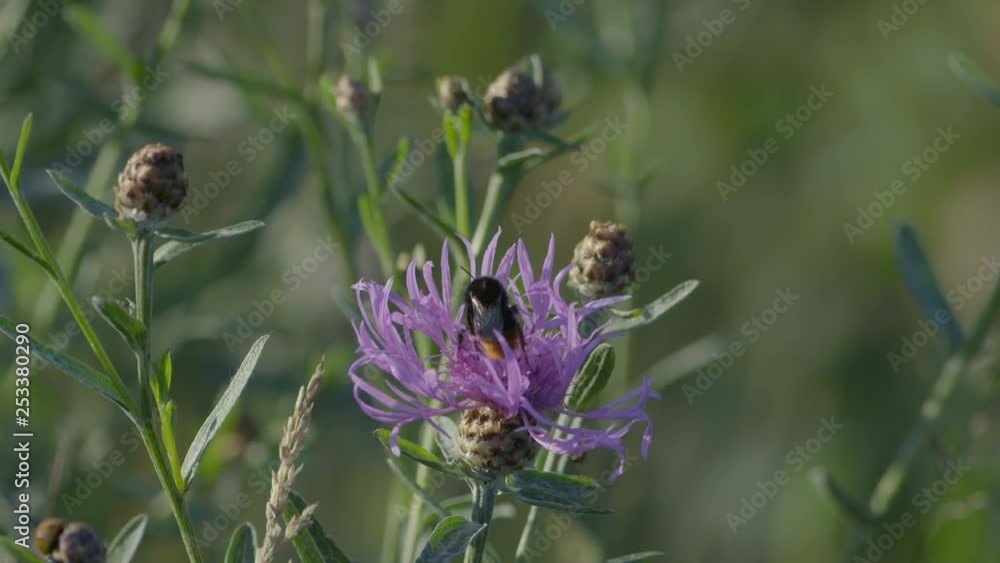 Butterflies and bumblebee sitting on blossom in slow motion eating nectar Butterflies and bumblebee sitting on blossom in slow motion eating nectar