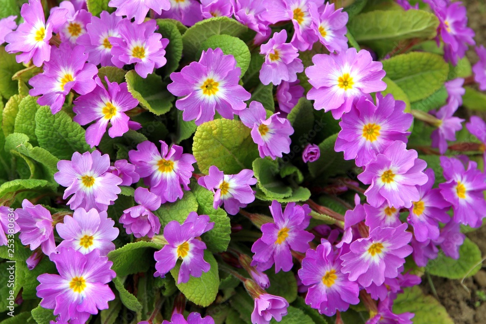 pink flowers in the garden