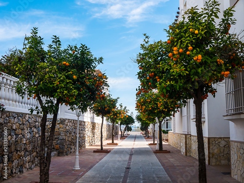 Oranges growing in the street in Nerja in January in Southern Spain