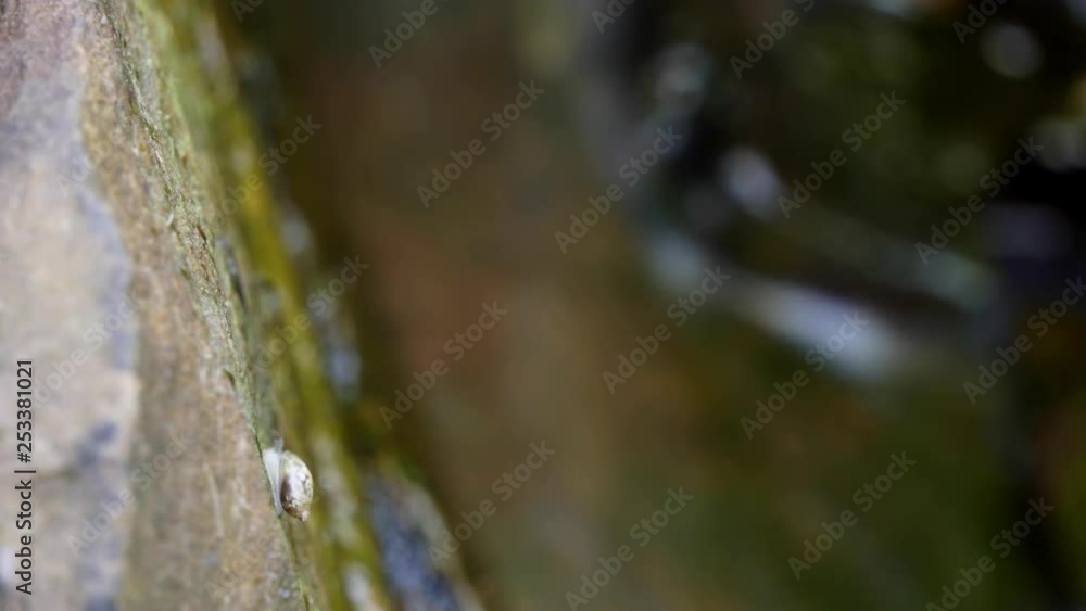 Time-lapse and time-exposure at a freshwater pond. A snail grazes on the wet rocks. Time-lapse and time-exposure at a freshwater pond. A snail grazes on the wet rocks.