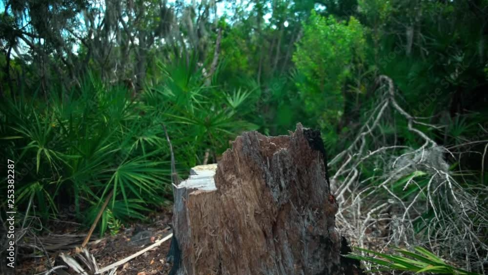 Tree stump surrounded by fawns and trees on a sunny day with a leaf falling down.