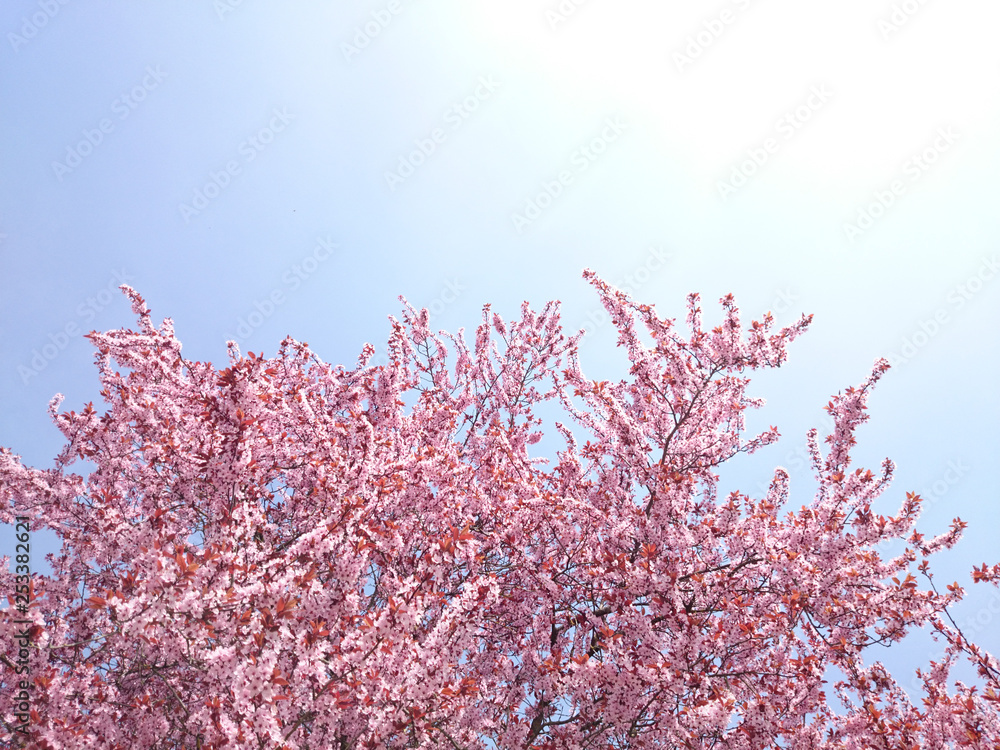 Sakura Japanische Kirschblüte