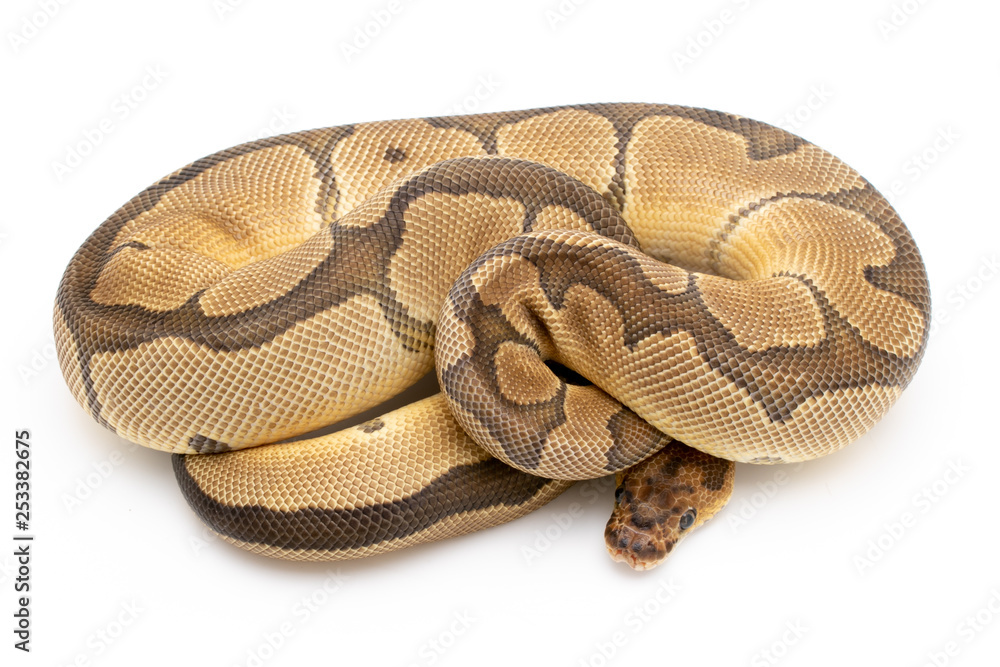 Obraz premium Ball Python Snake Reptile Animal on White Background