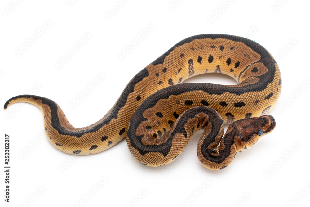 Ball Python Snake Reptile Animal on White Background Ball Python Snake Reptile Animal on White Background