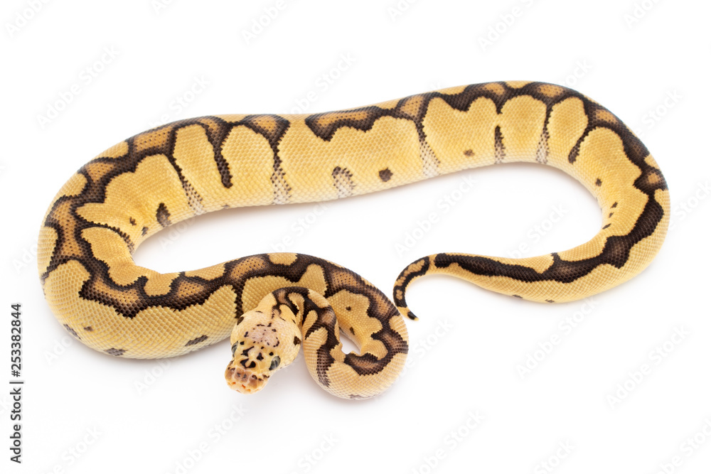 Ball Python Snake Reptile Animal on White Background Ball Python Snake Reptile Animal on White Background
