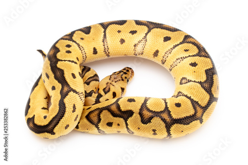 Ball Python Snake Reptile Animal on White Background