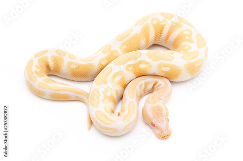 Ball Python Snake Reptile Animal on White Background
