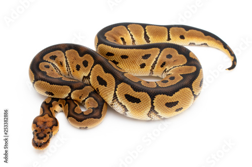 Ball Python Snake Reptile Animal on White Background