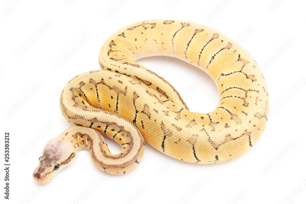 Ball Python Snake Reptile Animal on White Background Ball Python Snake Reptile Animal on White Background