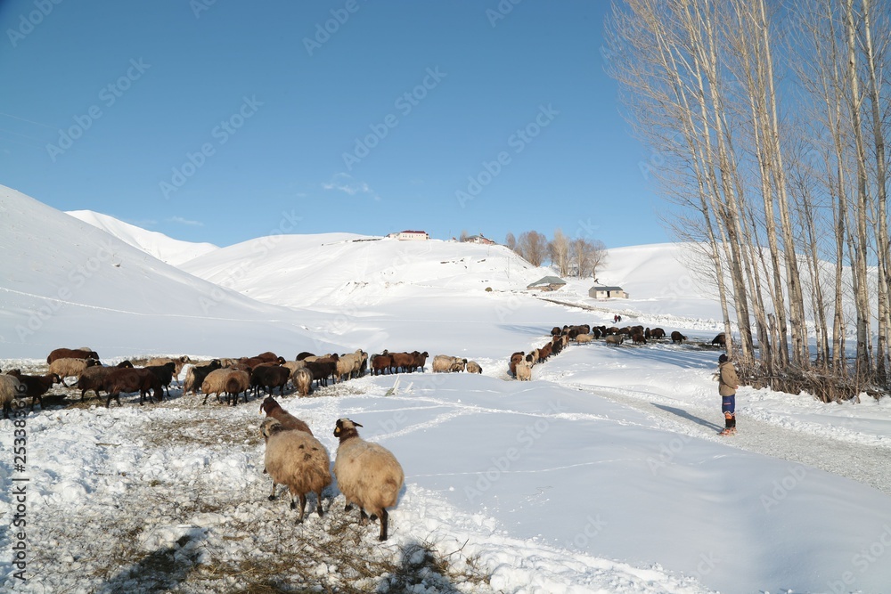 Fototapeta premium fabulous winter photos .Bingol Turkey