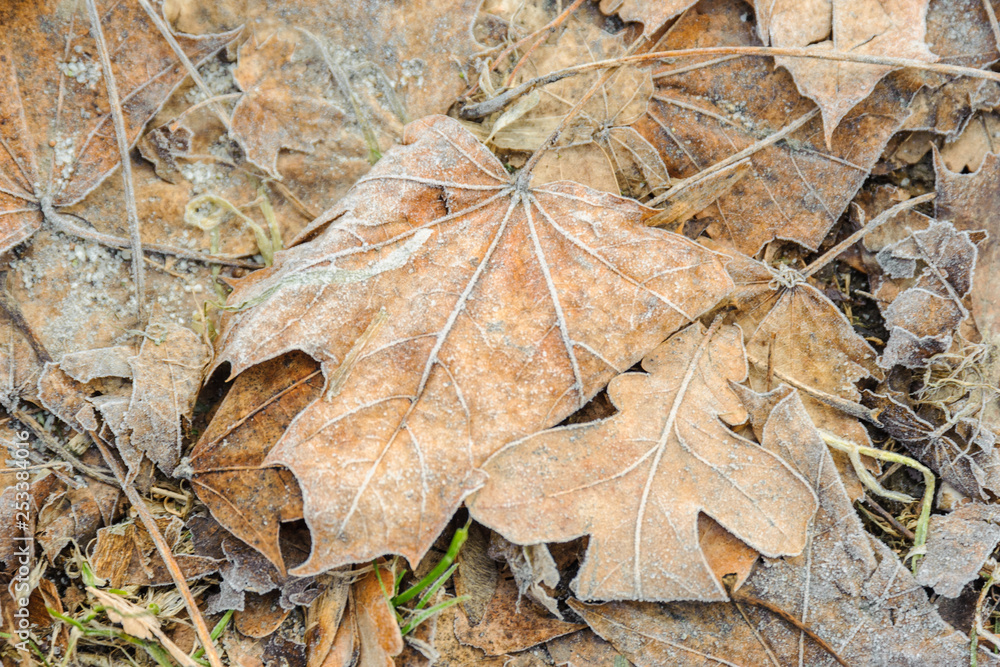 Yellow leaf with frost on grass background