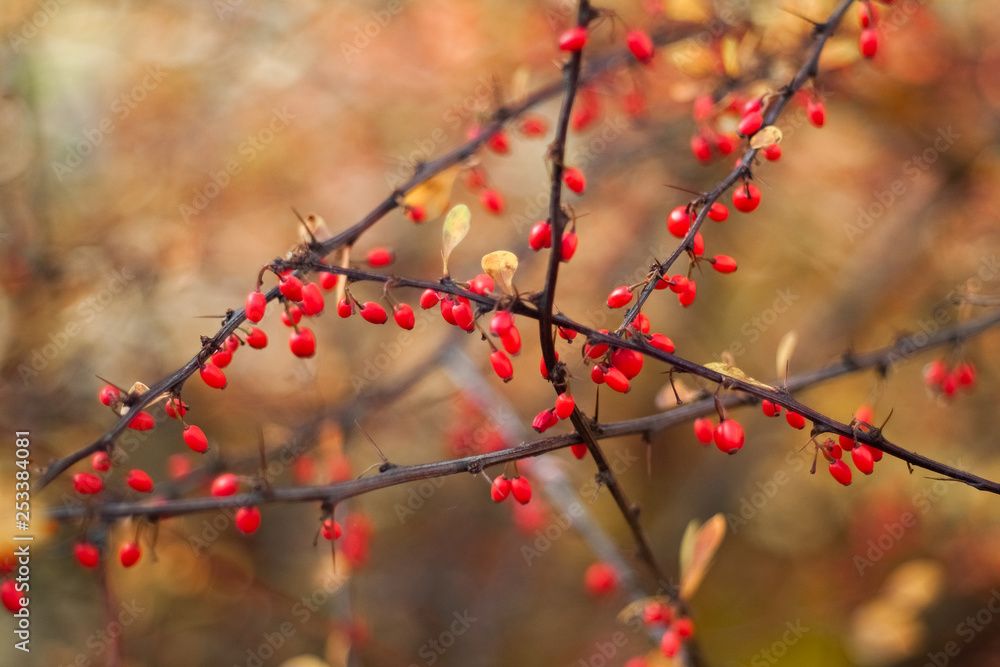 dogwood berries on the branches, on a colored background. Selective focus. Shallow depth of field. Toned image