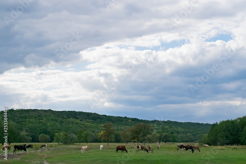 many cows graze on a green meadow, on an autumn meadow and a cloudy sky