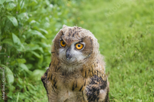 YOUNG EAGLE OWL