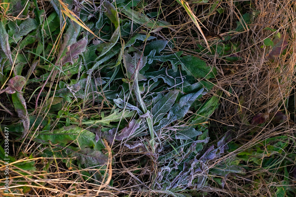 Frost on grass and dry leaves