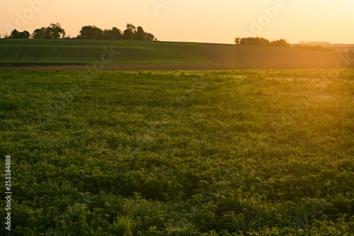 Beautiful sunset on a spring field