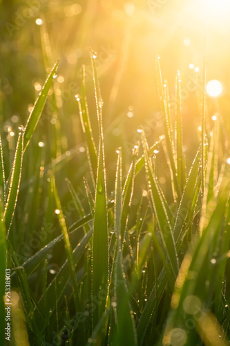 Green grass with dew drops at sunrise in spring against the background of sunlight. Beauty of nature. Close-up. Focus control