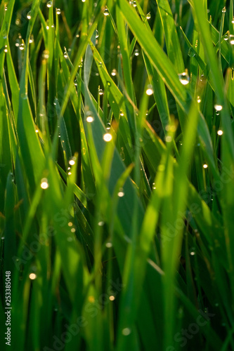 Green grass with dew drops at sunrise in spring against the background of sunlight. Beauty of nature. Close-up. Focus control