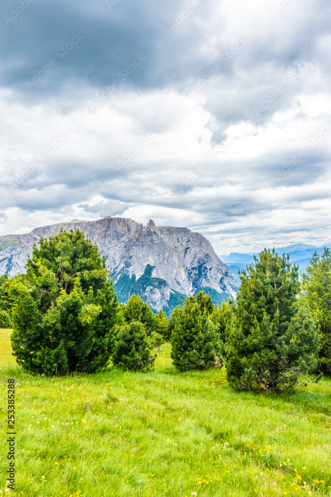 Obraz premium Alpe di Siusi, Seiser Alm with Sassolungo Langkofel Dolomite, a large green field with trees in the background