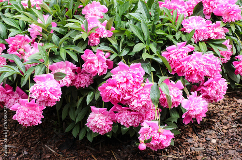 Nature concept  beautiful spring or summer landscape with  Pink peony flower and green leaves. Pink peonies in the garden. Peonies summer in a garden. The care of garden plants. Landscape design.