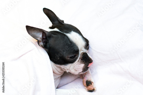 dog breed Boston Terrier overslept and sleeps sweetly in the morning in bed next to a small white clock, wound up at nine in the morning