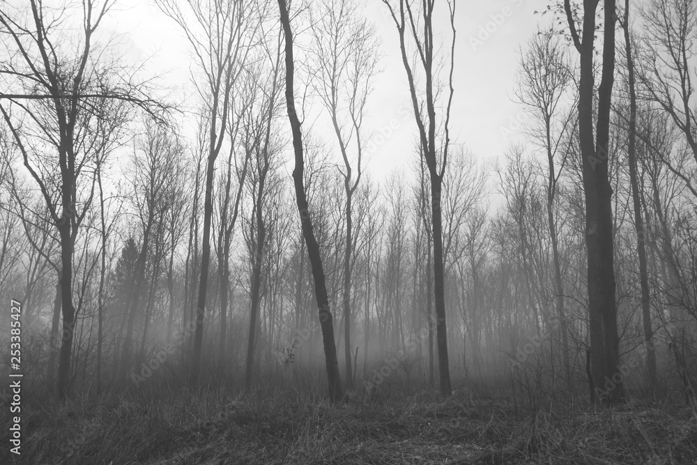forest forest