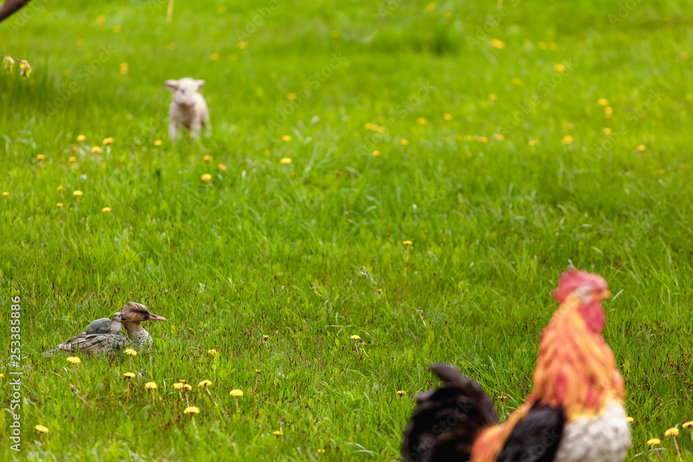 Fototapeta premium Duck, duckling, rooster and sheep in the green grass