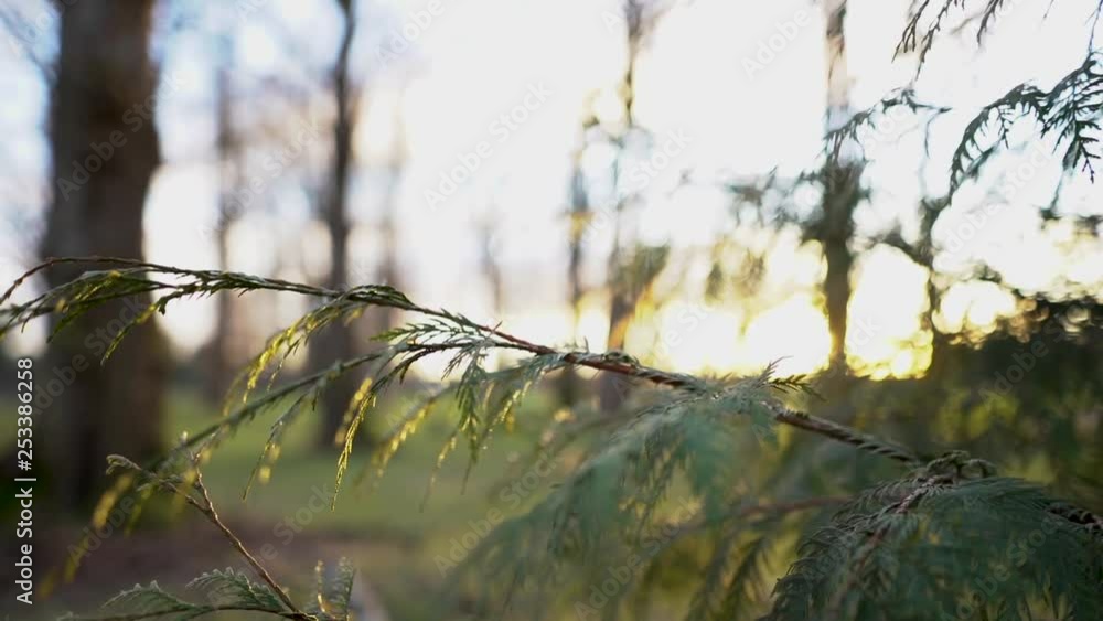 Sun peeking through tree branches, slow motion pan. Sun peeking through tree branches, slow motion pan.