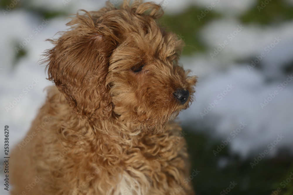 cockapoo sitting in snow cockapoo sitting in snow