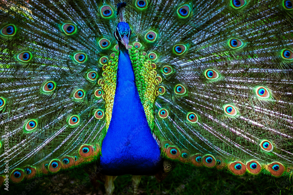 Obraz premium peacock with feathers out