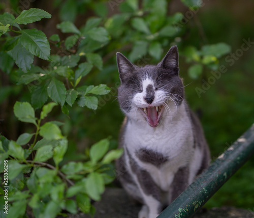Wallpaper Mural Crazy Cat Torontodigital.ca