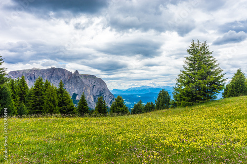 Alpe di Siusi, Seiser Alm with Sassolungo Langkofel Dolomite, a large green field with trees in the background © SkandaRamana
