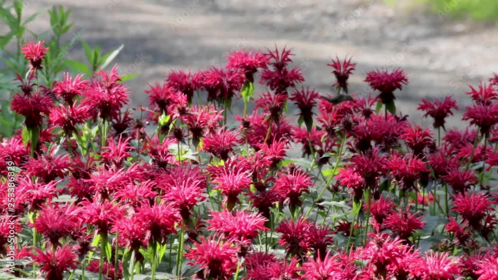 Springtime hummingbirds visiting a patch of bee balm flowers, hovering around and feeding. Springtime hummingbirds visiting a patch of bee balm flowers, hovering around and feeding.