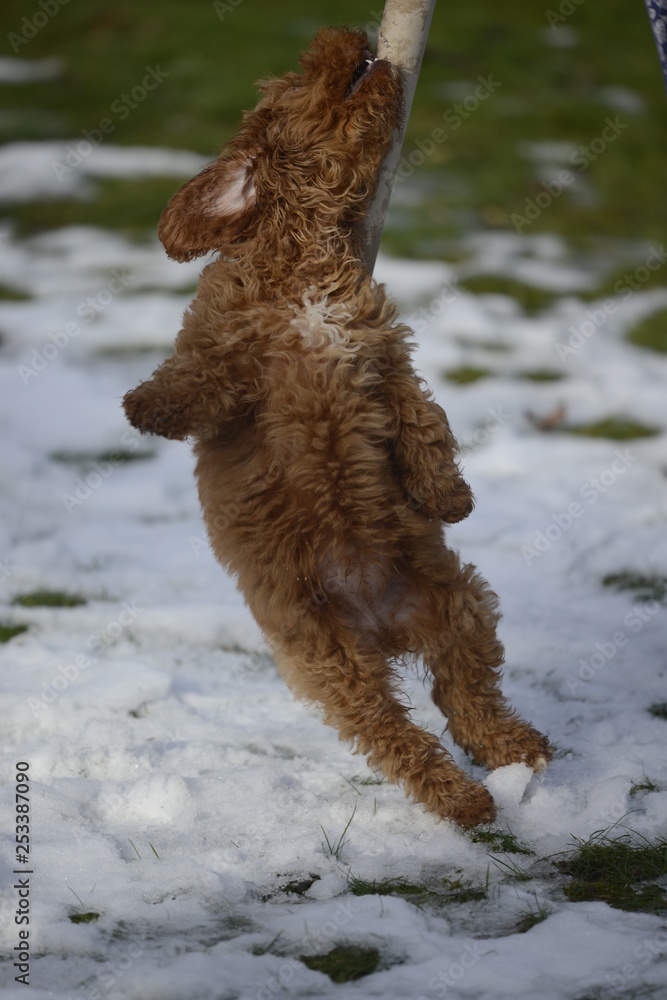 cockapoo jumping in snow