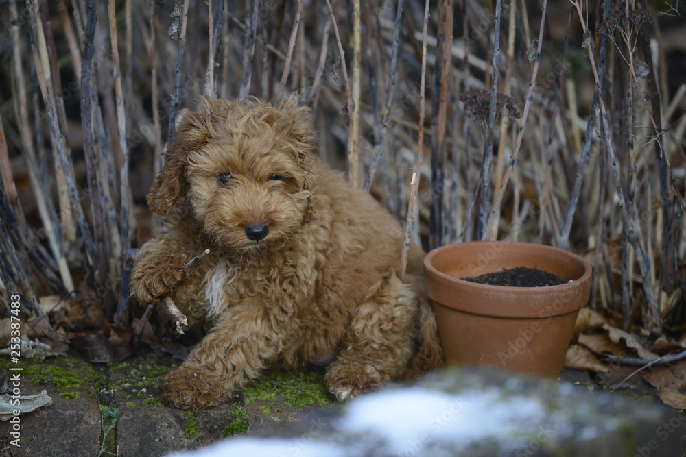 cockapoo playing with stick cockapoo playing with stick