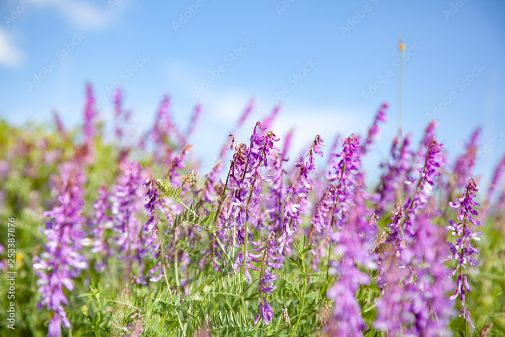 Naklejka premium Lavender blooming in the nature