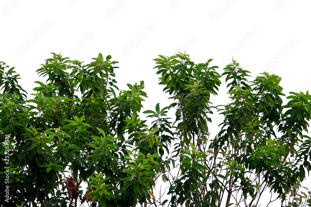 A row of tropical plants on white isolated background for green foliage backdrop A row of tropical plants on white isolated background for green foliage backdrop
