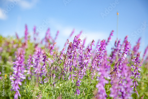 Lavender blooming in the nature