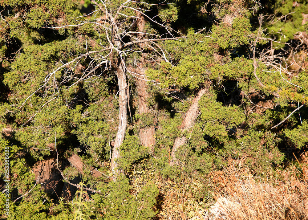 Fototapeta premium Image of green forest with shadows