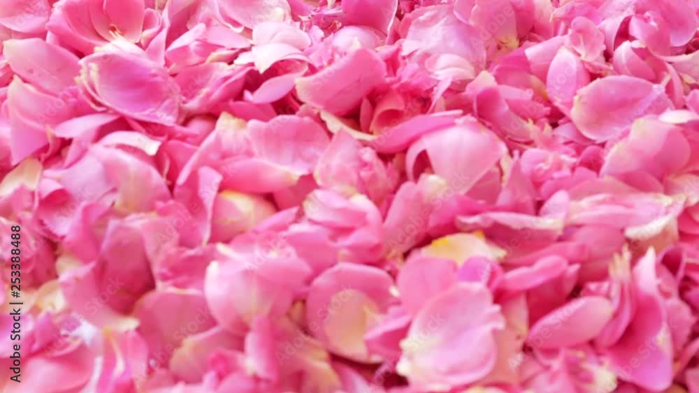 Pink fresh rose petals background, tilt. Tender. Pink fresh rose petals background, tilt. Tender.