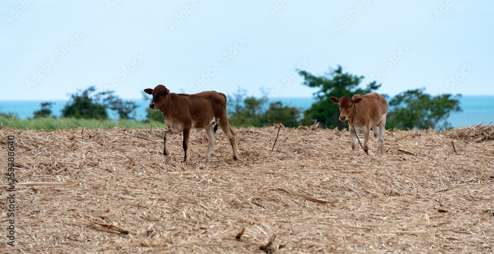 Obraz premium Découverte du champ